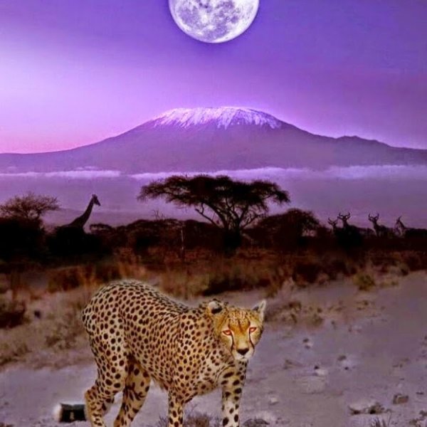 Килиманджаро Саванна гепард