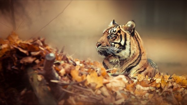 Тигр осенью