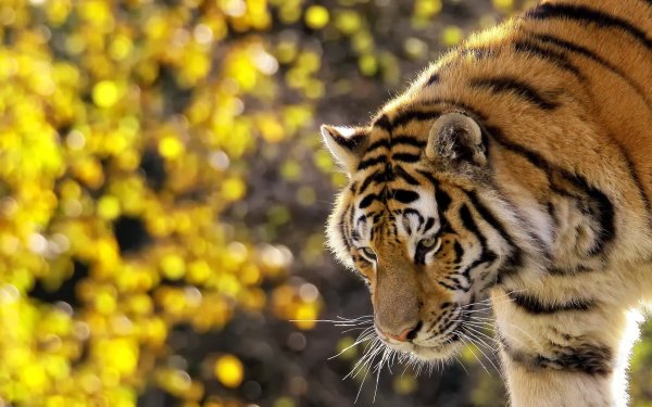 Тайгер тигр