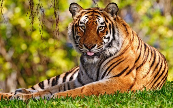 Суматра тигр