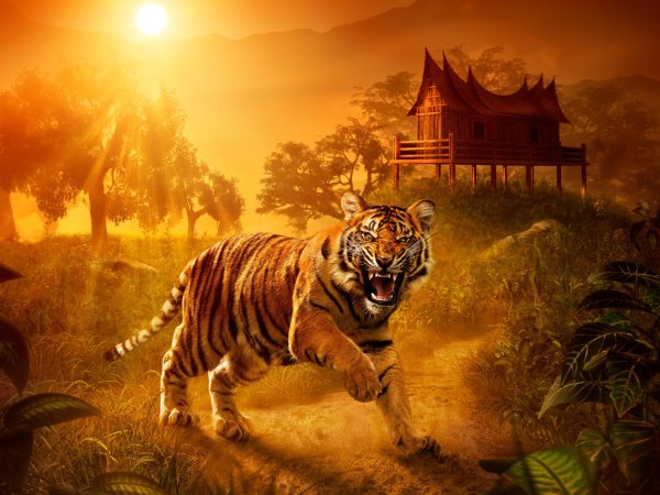Тигр на фоне природы