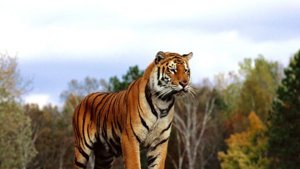 Тигр на фоне осени