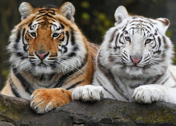 Амурский тигр белый Уссурийский