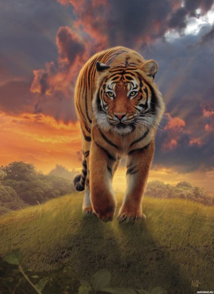Тигр картина