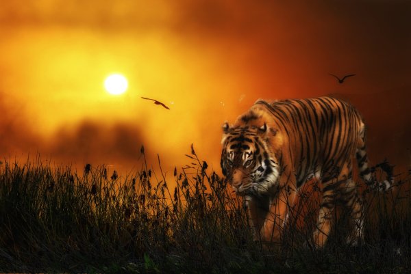 Тигр на закате