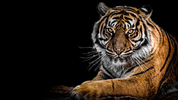 Тигрица на черном фоне
