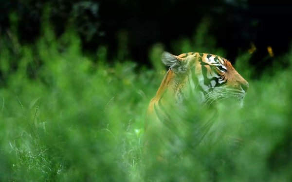 Тигр прячется в траве