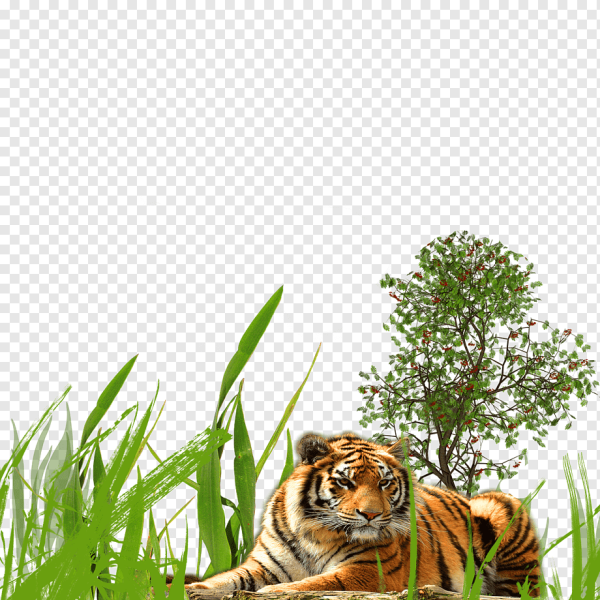Рамка с тигром