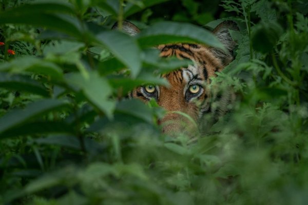 Тигр в кустах