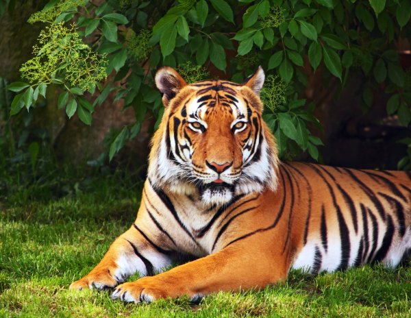 Жолборс тигр