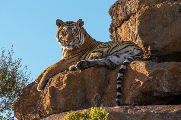 Тигр в Африке