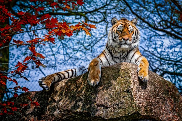 Тигр осенью