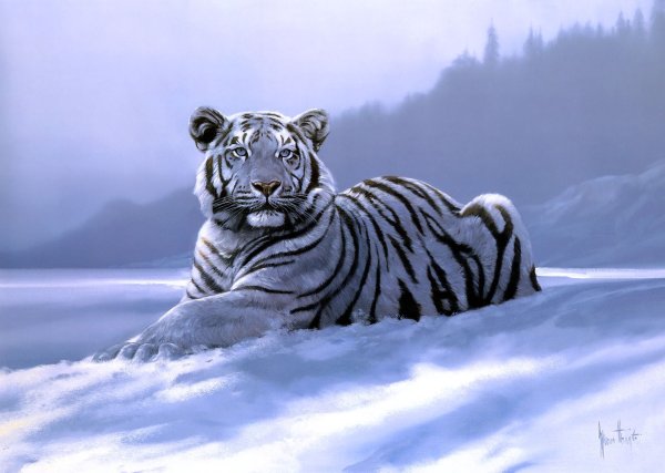 Амурский тигр белый
