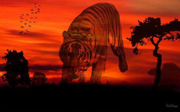 Тигр на закате картинка