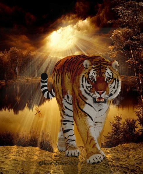 Тигры на фоне заката