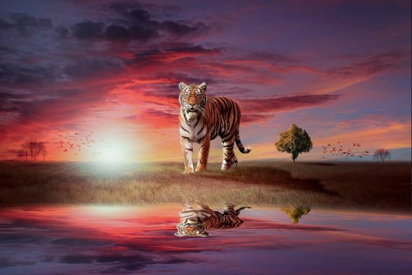 Тигр на рассвете
