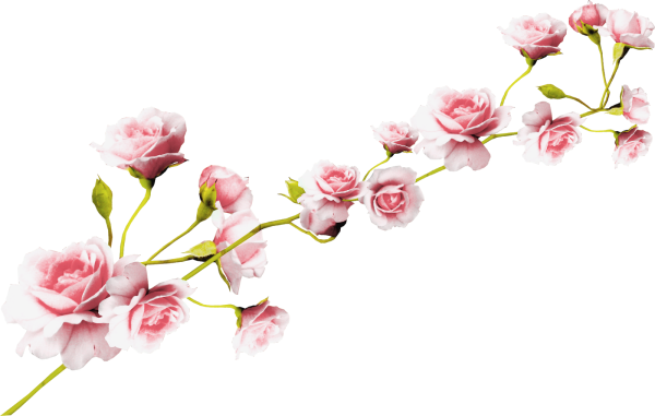 Розовые цветы на прозрачном фоне