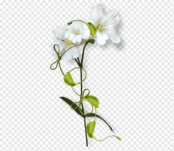 Цветок с прозрачным стеблем