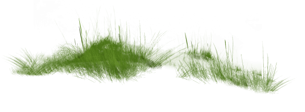 Куст травы на прозрачном фоне