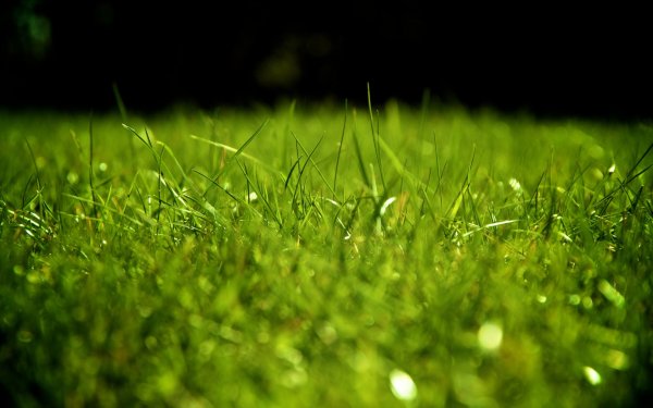 Зеленый газон