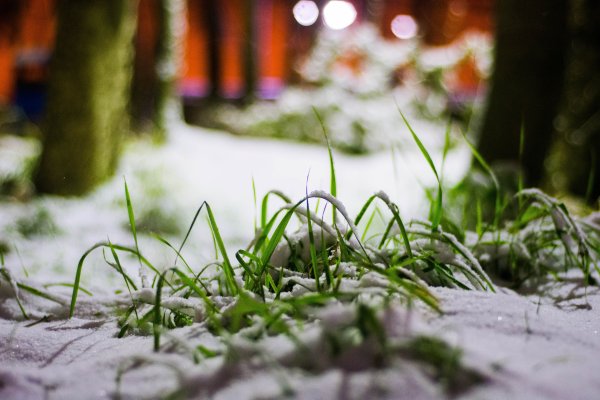 Зеленые растения под снегом