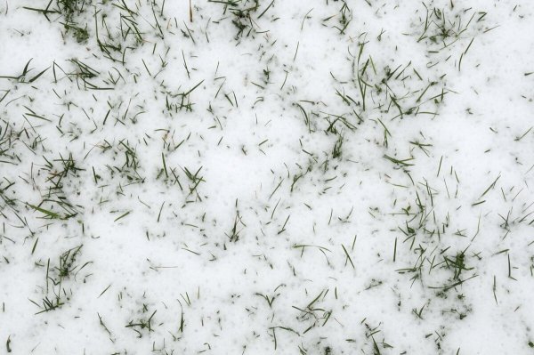 Трава на фоне снега