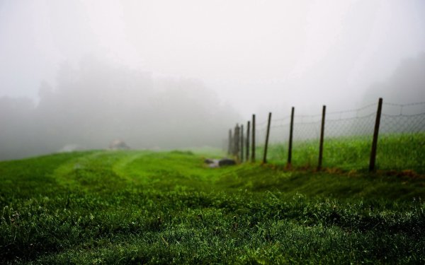 Трава на фоне тумана