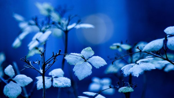 Синяя природа