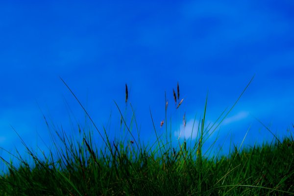 Голубое небо и трава