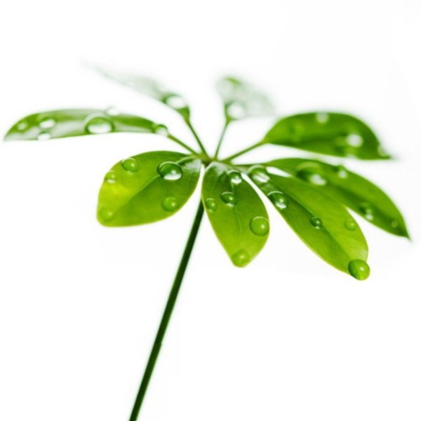 Зеленый лист