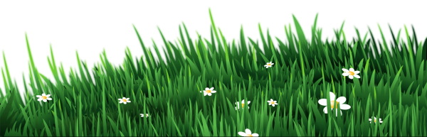 Трава и цветы на прозрачном фоне