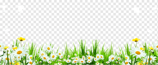 Трава с цветами на прозрачном фоне