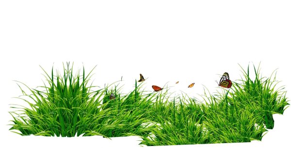 Трава с цветами на прозрачном фоне