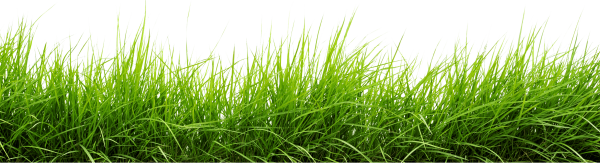 Grass трава