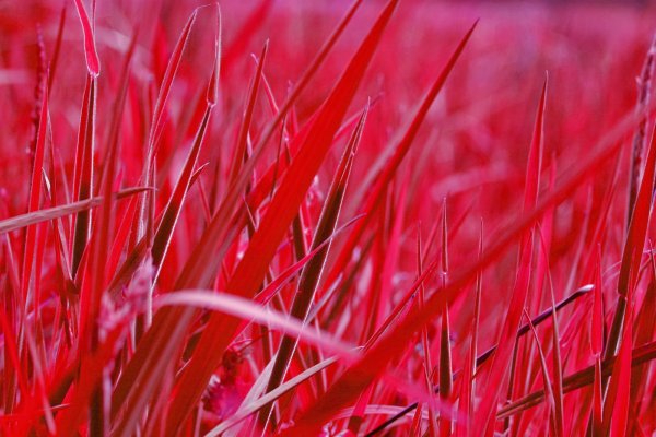 Трава на Красном фоне