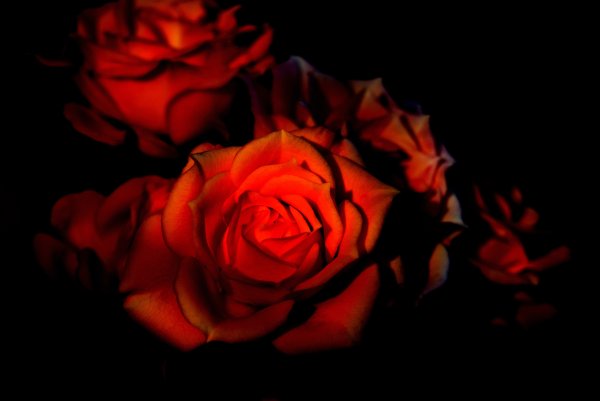 Три красные розы на темном фоне