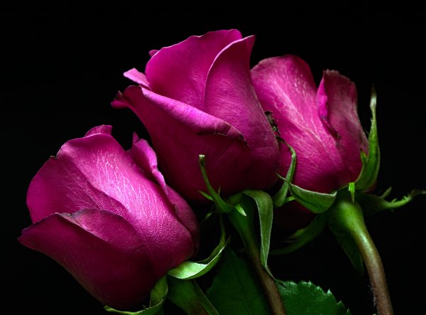 Розовые розы на черном фоне