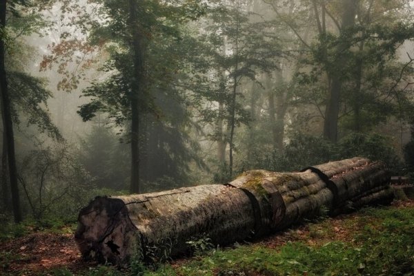 Упавшее дерево в лесу