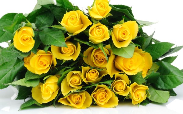 Цвет розы на желтом фоне