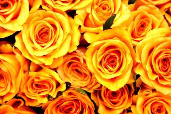Розы яркие желтые