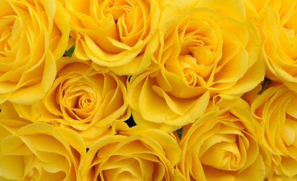 Роза, цвет: желтый