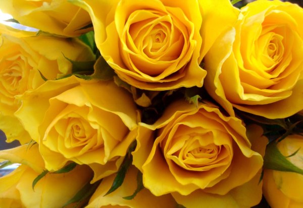Желтые голландские розы