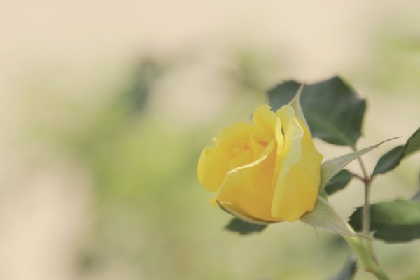 Нежно желтые розы