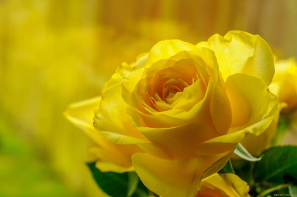 Роза бледно желтая