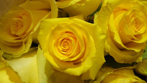 Крупные желтые розы
