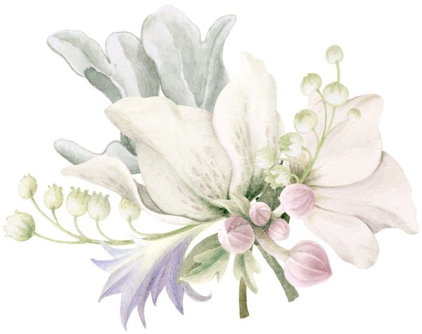 Цветы акварель на белом фоне
