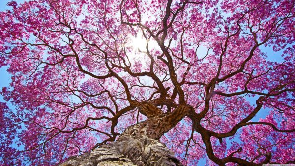 Pink черри блоссом дерево деревья