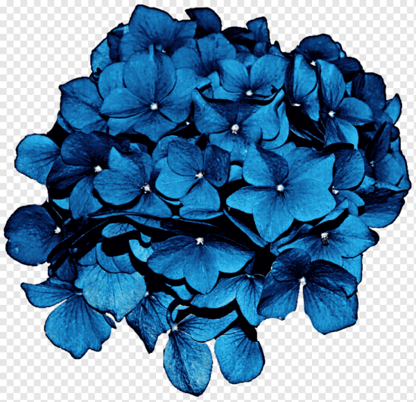 Цветы голубого цвета на белом фоне