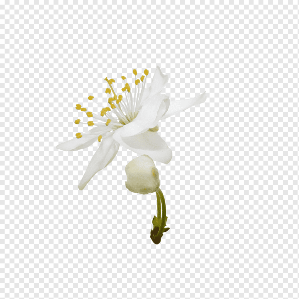 Цветок цветущей груши на белом фоне