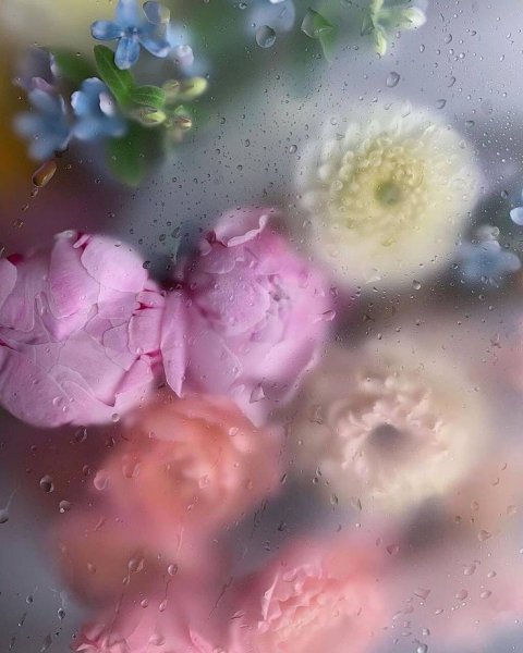 Цветы за стеклом с каплями
